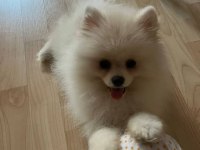 3 aylık dişi pomeranian boo