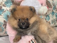 Pomeranian boo ile spitz kırma yavrular 2,5 aylık