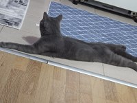 British shorthair kedimiz