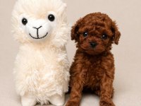 Üst Kalite Toy Poodle Yavrular