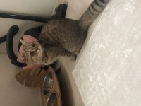 Golden tabby dünya güzeli bir british shorthair