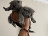 Scottish fold orjinal güzel bebekler