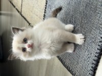 Ragdoll Yavrular 40 Günlük