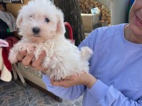 Sevimli Maltese Yavrularımız