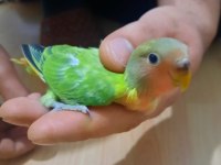 50 günlük sevda papağanı yavru