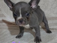 Renk renk french bulldog