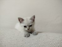 British blue point yavru kedimiz