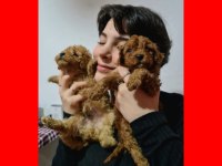 HARİKA KALİTEDE POODLE YAVRULARIMIZ