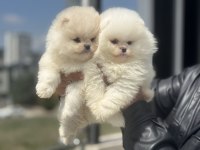 Petmode köpek çiftliğinde ziyarete açık pomeranian