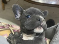 Orjinal blue french bulldog bebekler