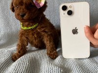 Tüy dökmez koku yapmaz toy poodle yavrularım
