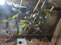Jumbo muhabbet kuşu ağaçlarıma ait yavrular