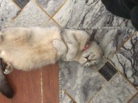 1 yaşında dişi scottish fold