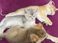 minik british shorthair yavrularım sahiplendirilecektir
