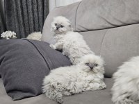 Üst kalitede scottish fold longhair kalıcı mavi gözlü