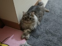 Chinchilla kedimiz ücretsiz sahiplendirilecek