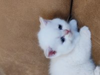 British Shorthair Yavruları