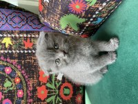 Gri kırık kulak yavru scottish fold