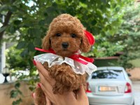 Toy Poodle 2-3 Aylık Yavrular