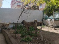 Erkek kangal yavrusu