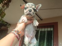 Sevimli french bulldog yavrular