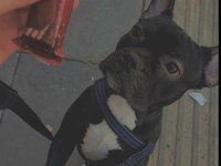 Erkek french bulldog