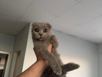 4 aylık scottish fold erkek kedimiz