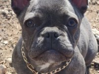 Blue brindle french bulldog