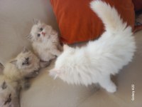 Kedilerimiz Muhteşem Beşliler
