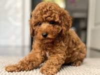 Toy Poodle Köpekler