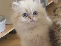 Golden point British longhair erkek