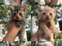 British shorthair yavrularım 2 aylıklar