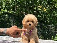 Maltipoo cinsi yavrular Dişi erkek mevcuttur