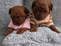 Toy Poodle Minik Yavrularımız