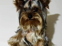 Dişi Teacup Yorkshire Terrier