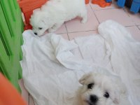 Aşılı maltese terrierler