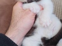 British Shorthair Çikolata Bicolor