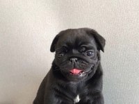 Pug yavrularımız yeni ailesini bekliyor