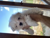 KAR BEYAZ MALTESE KÖPEĞİ