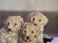 Standart Poodle Yavrular