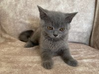 Kür rengi asil bebek british shorthair