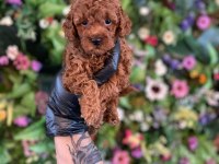Efsane poodle yavrularımız hazır