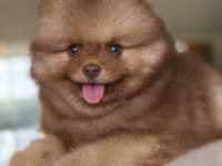 Dişi mavi göz teddy bear garantili yavru pomeranian