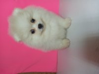 Kartopları yeni yuvalarına gitmeye hazır pomeranian