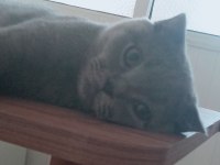 5 AYLIK SCOTTISH FOLD