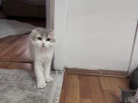 1 ve 2 yaşında dişi kedilerimiz sahiplendirilecektir