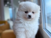 Ayı surat pomeranian boo