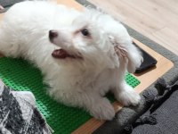 3 Aylık maltese köpeğimi sahiplendirmek istiyorum