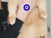 ÜST DÜZEY GEN HATTI GOLDEN POİNT ERKEK KEDİLER