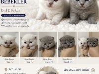 Blue Poınt Brıtısh Shorthaır Bebekler
